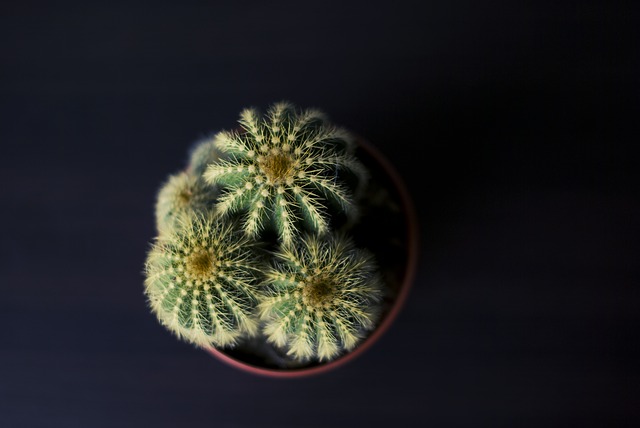 okrasný kaktus