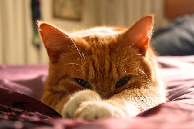 Ryšavá mačka leží natiahnutá na posteli s ružovou plachtou.jpg